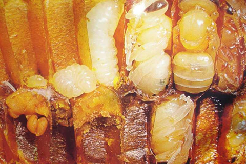 LARVAS DE ZÁNGANO (apilarnil)