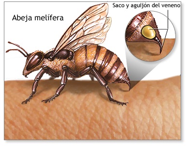 VENENO (Apitoxina)